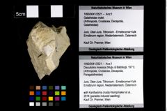 Foto (Objekt + Etikett) von Discutiolira moesica (Muţiu & Bădăluţă, 1971)  (NHMW-GEO-1990-0041-2521)